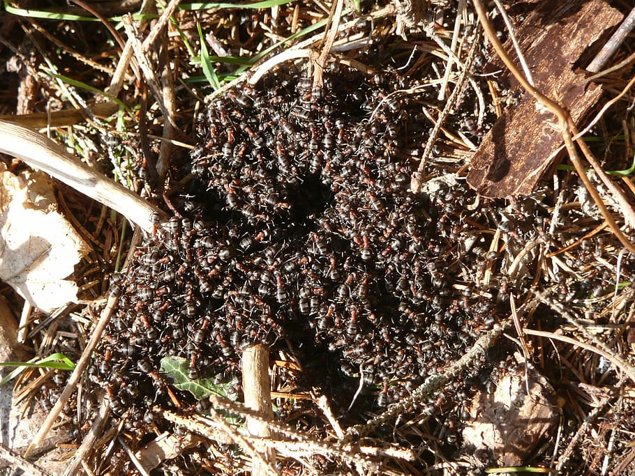 HD wallpaper: wood ants, red wood ant, formica rufa, formica polyctena ...