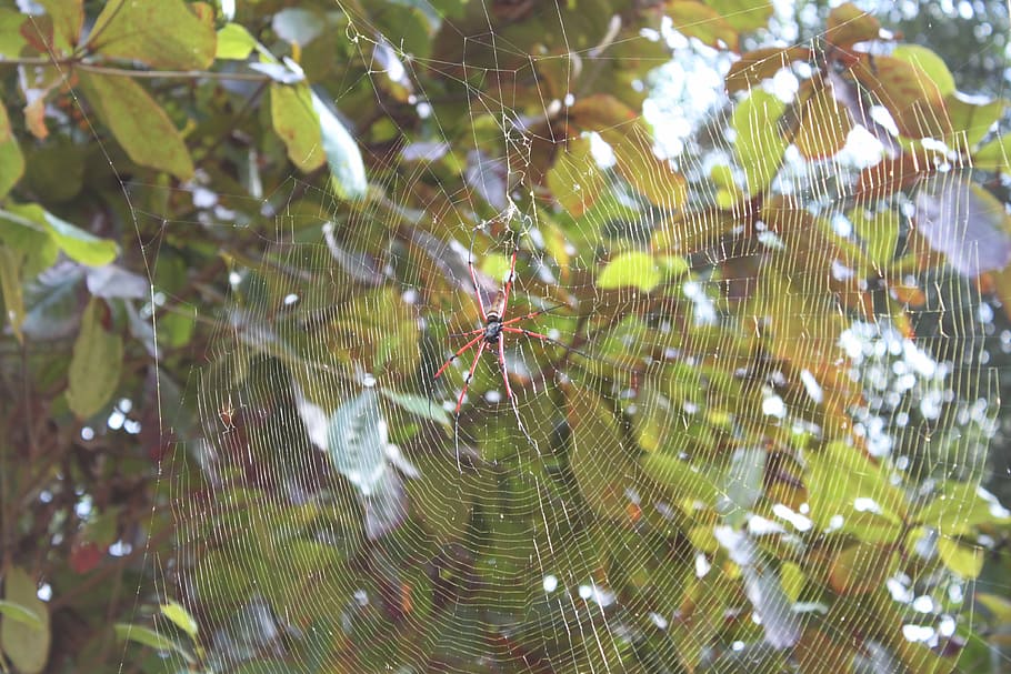 spider, asia, cobweb, plant, leaf, spider web, beauty in nature HD wallpaper