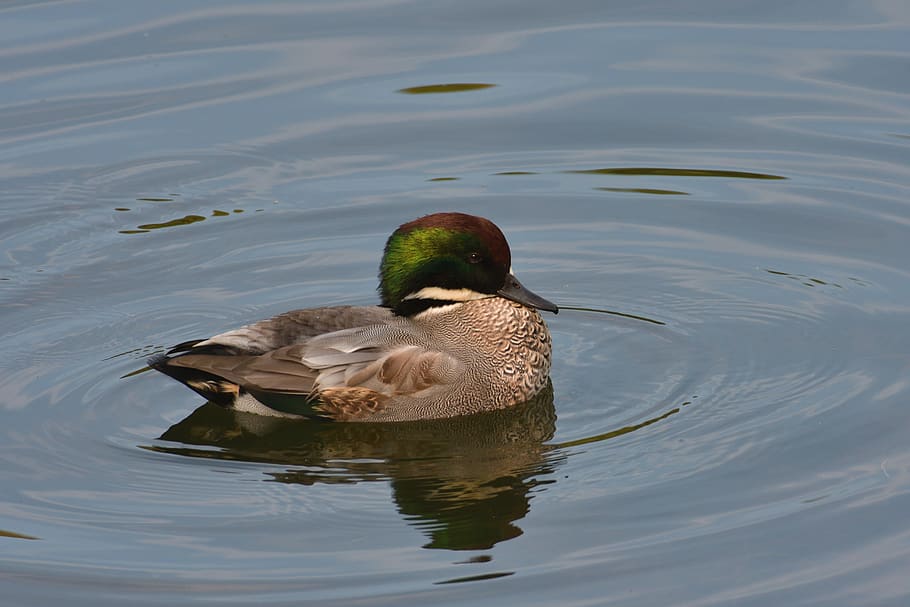 duck, pond, bird, waters, falcated, falcated duck, animals in the wild, HD wallpaper