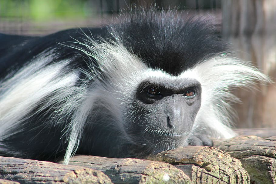 Monkey, Colobus, Animal, animals in the wild, one animal, animal wildlife HD wallpaper