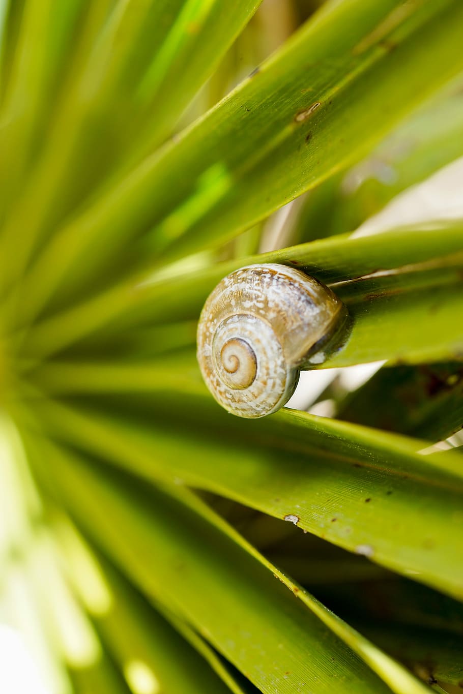 snail, leaf, green, mollusk, gastropod, animal wildlife, shell HD wallpaper