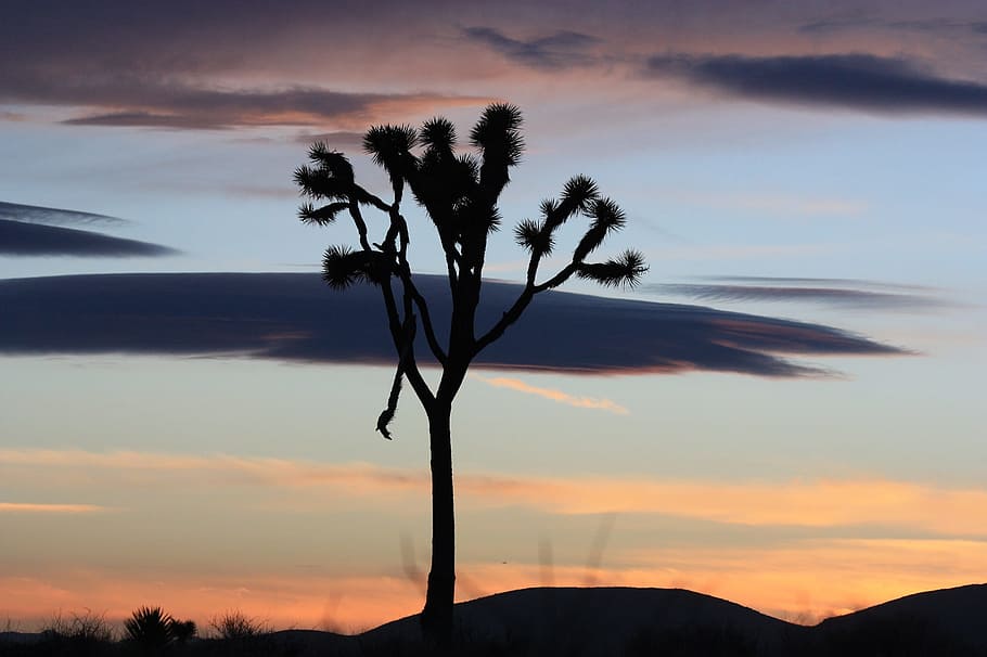 sunset, landscape, tree, mountains, silhouettes, desert, nature HD wallpaper