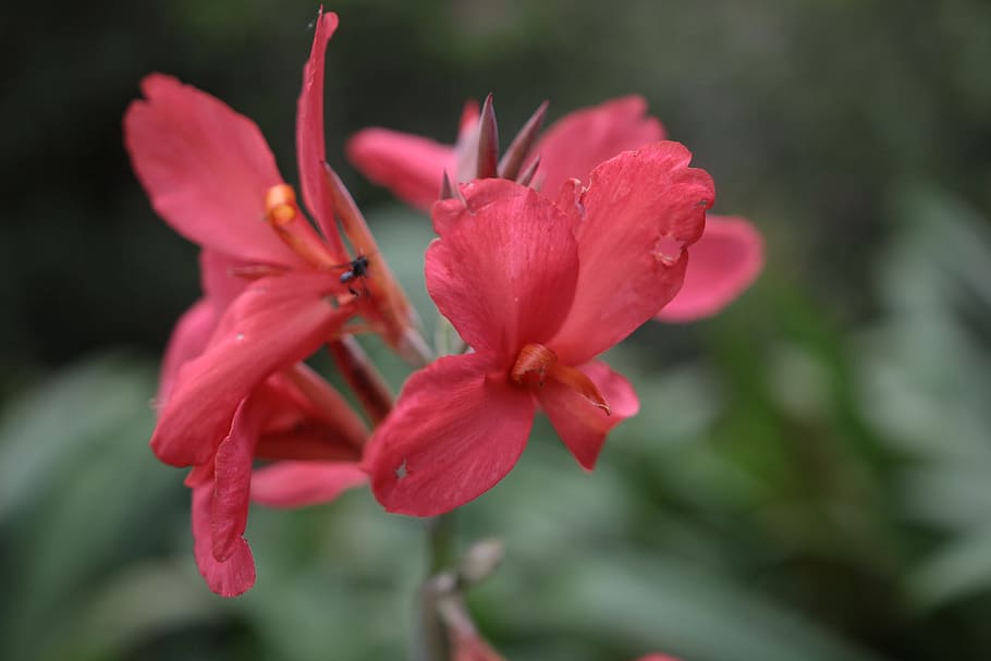 nature, flowers, petals, blur, bloom, blooming, blossom, close-up HD wallpaper