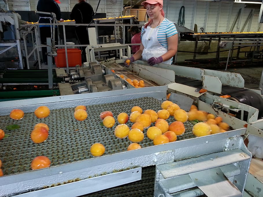 woman standing beside fruit conveyor machine, produce, food HD wallpaper
