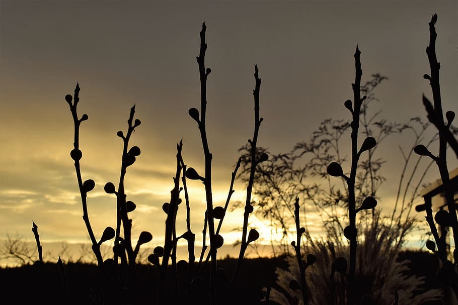 Morgenrot, Grasses, morgenstimmung, dried plants, back light, HD wallpaper