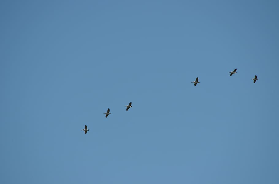 pelicans, birds, fly, flying, line, blue, sky, dawn, nature HD wallpaper