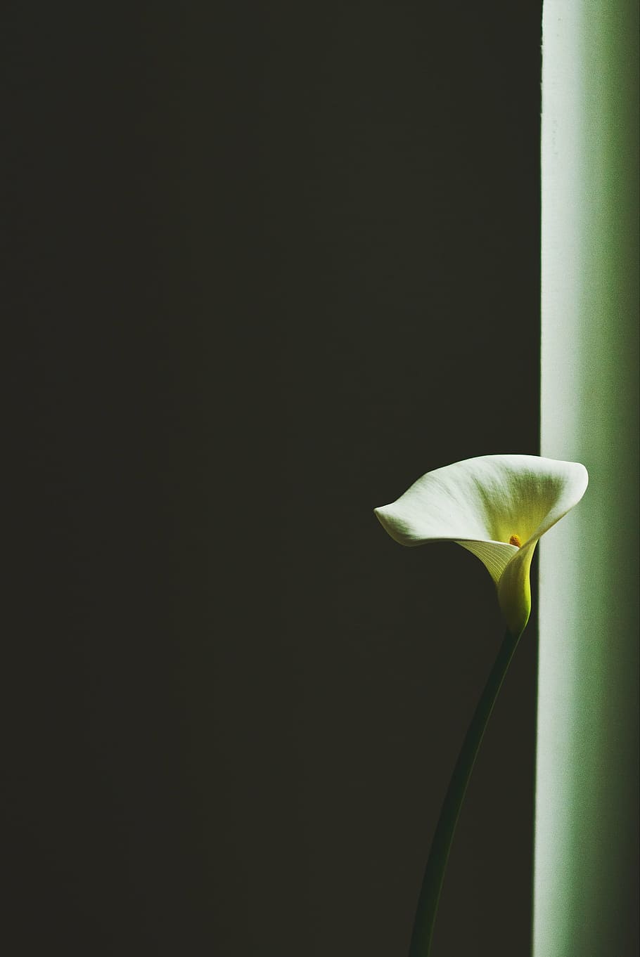 flower, plant, white, light, close up, garden, green, blossom HD wallpaper