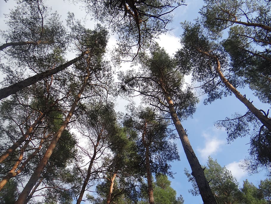 forest, tree, nature, branch branches, summer, crown, green HD wallpaper