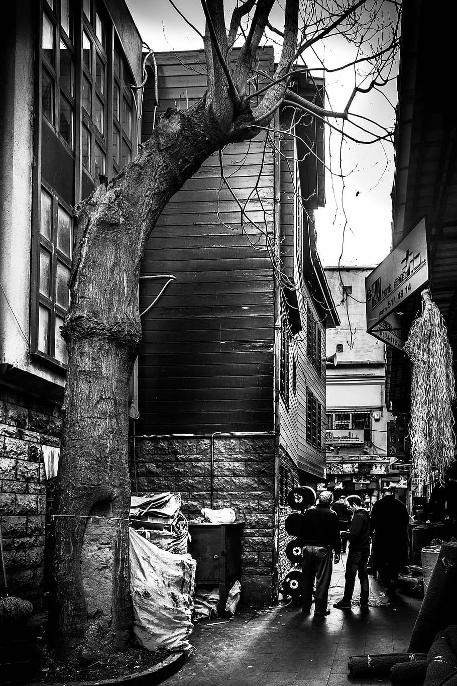 tree, on, street, life, nostalgia, work, istanbul, sky, turkey HD wallpaper