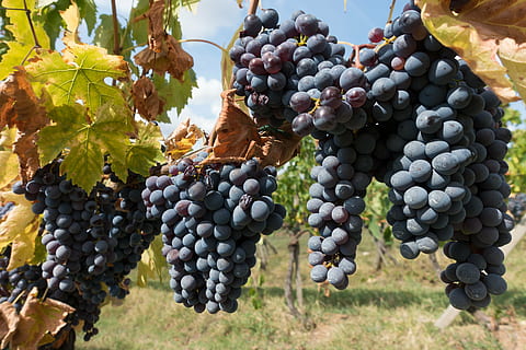 grapes tree, winegrowing, vineyard, nature, autumn, agriculture HD wallpaper