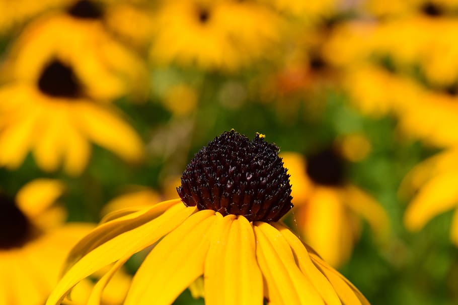 sun hat, flower, yellow, macro, blossom, bloom, plant, garden HD wallpaper