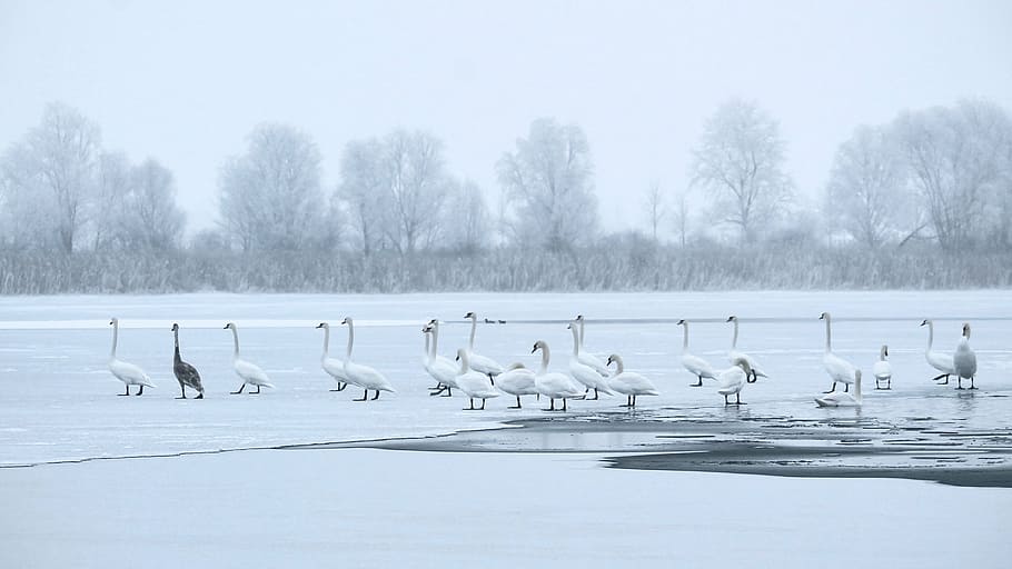 winter, cold, ice cold, lake, swans, frozen, landscape, elbaue HD wallpaper