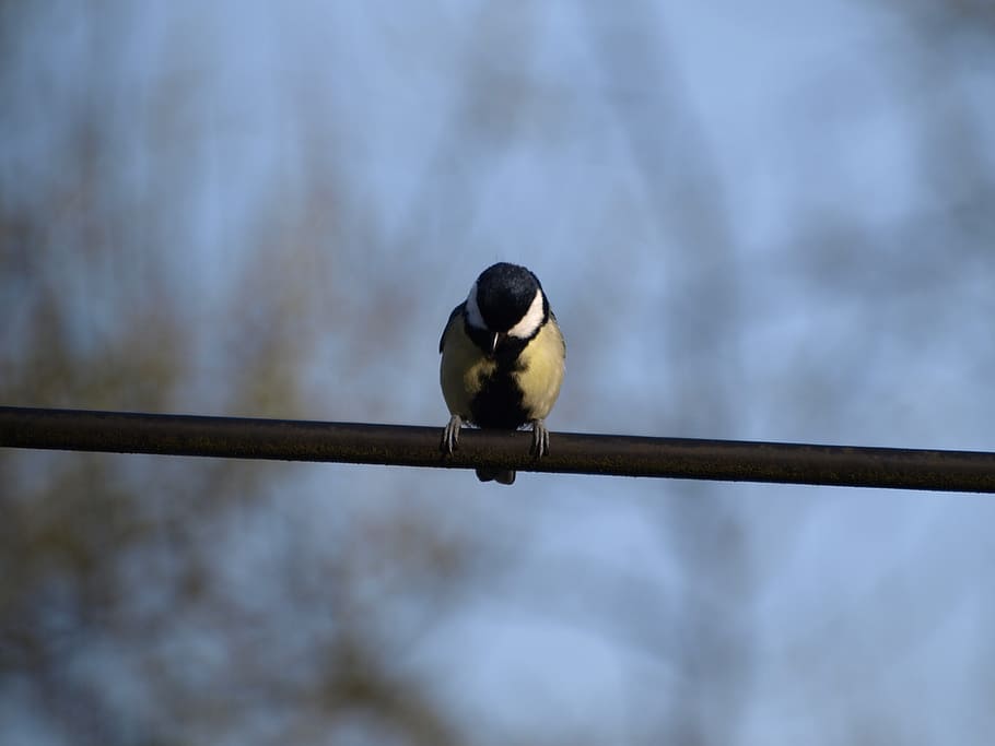 tit, bird, animal themes, vertebrate, one animal, animals in the wild HD wallpaper