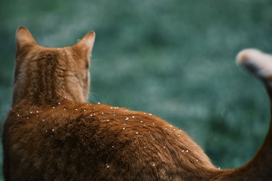 Raised tails. Хвост кошки. Рыжий кот со спины. Хвост рыжего кота. Красивая заставка кот больше хвост.