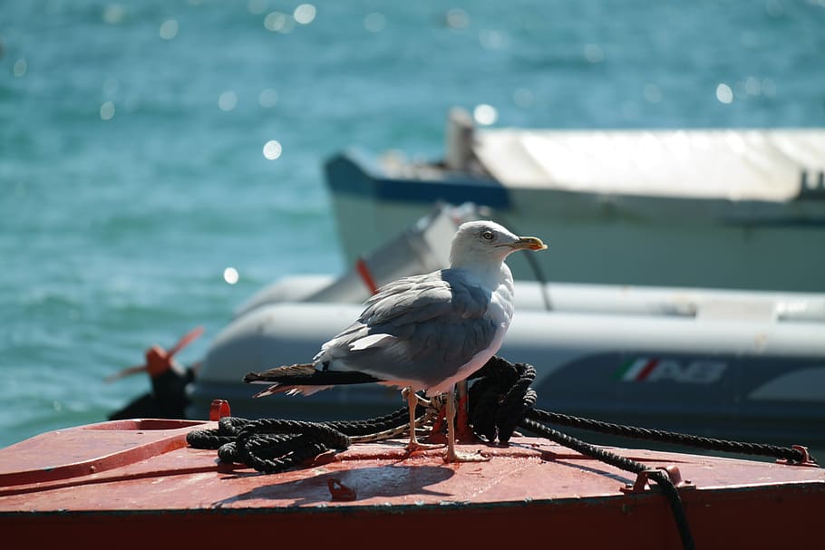 gull, boot, water, port, croatia, mediterranean, holiday, bird HD wallpaper