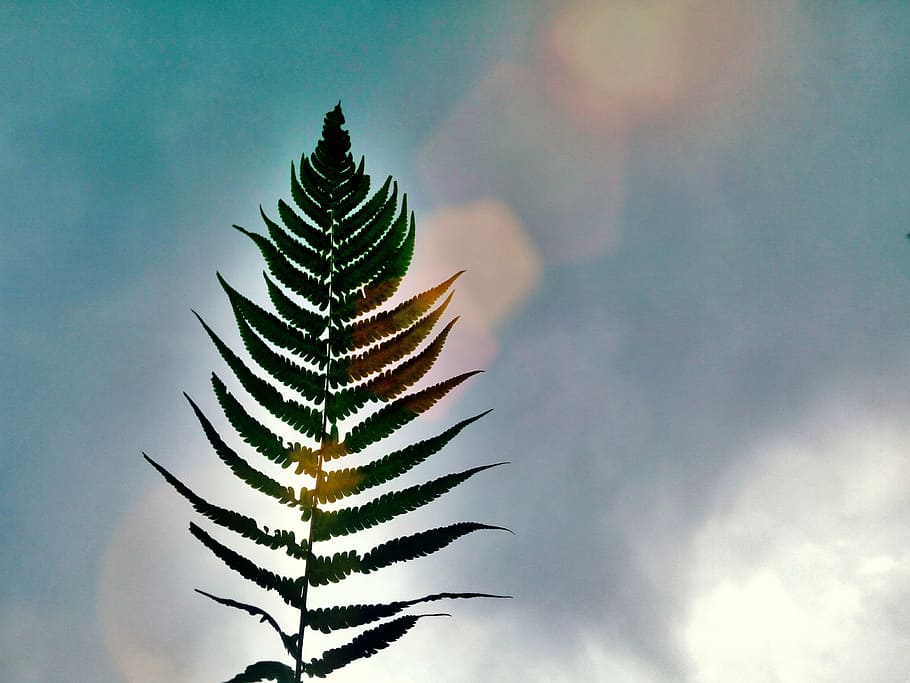 nature, sky, leaf, blue, light, summer, sunlight, season, colorful HD wallpaper