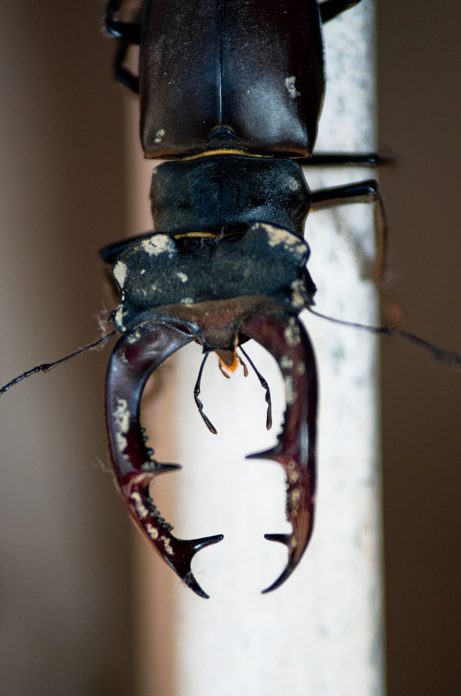 stag beetle, macro, nature, close-up, no people, focus on foreground HD wallpaper