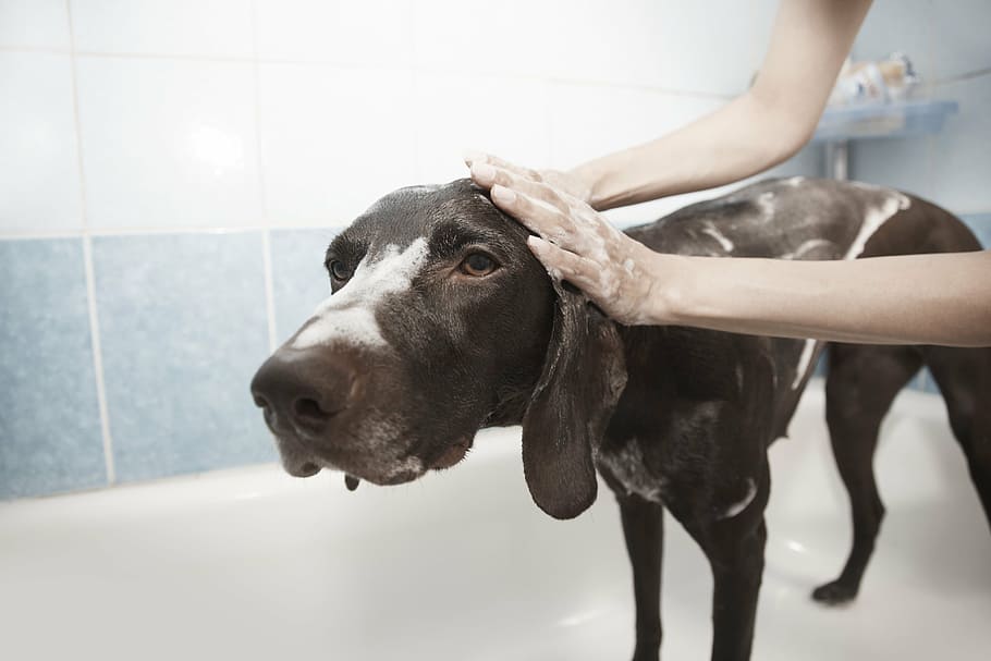 adult black weimaraner taking a bath, dog, shower, grooming, clean