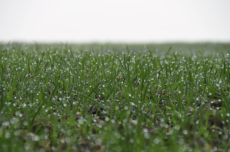 Grass, Dewdrop, Nature, Field, green, grasses, plant, blade of grass HD wallpaper
