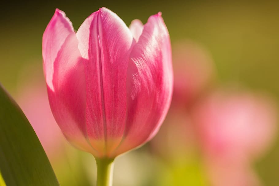 close-up photo of pink Tulip flower at daytime, spring, nature HD wallpaper