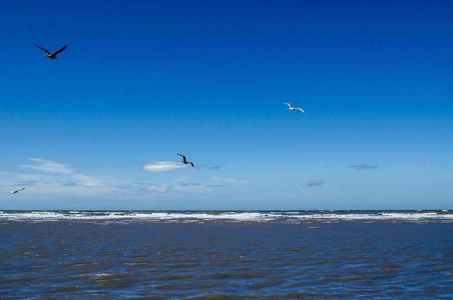 sea, water, ocean, element, wild, natural, sky, blue, cloudy HD wallpaper