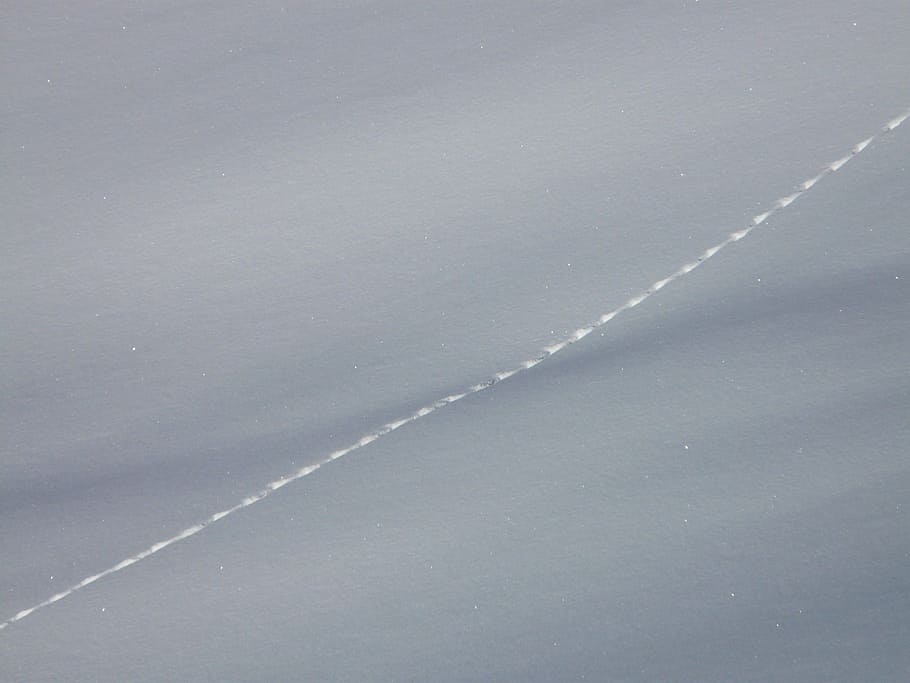 track, trace, winter, snow, deep snow, powder snow, animal track HD wallpaper
