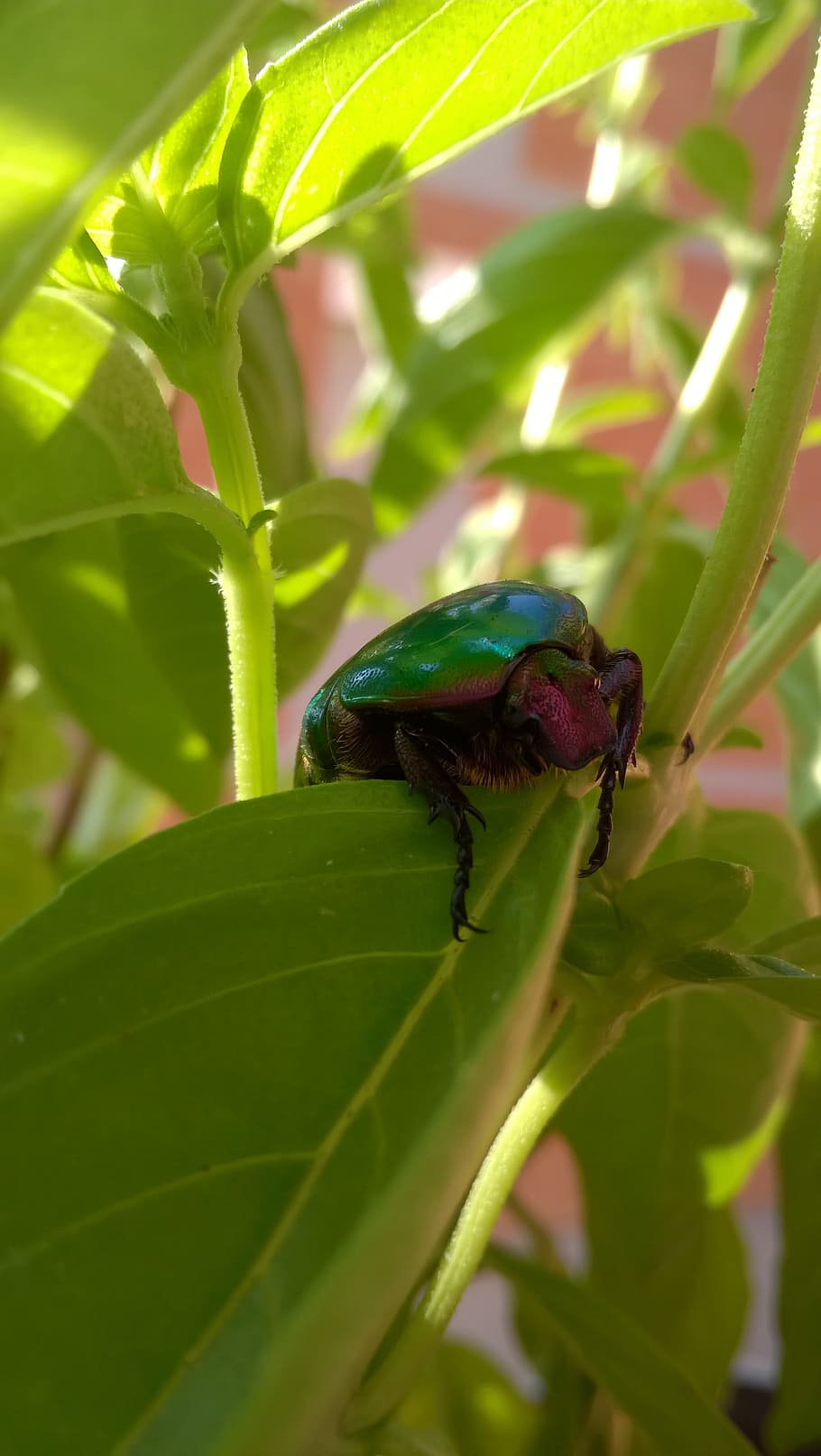 beetle, nature, green, insects, macro, garden, animal, basil HD wallpaper