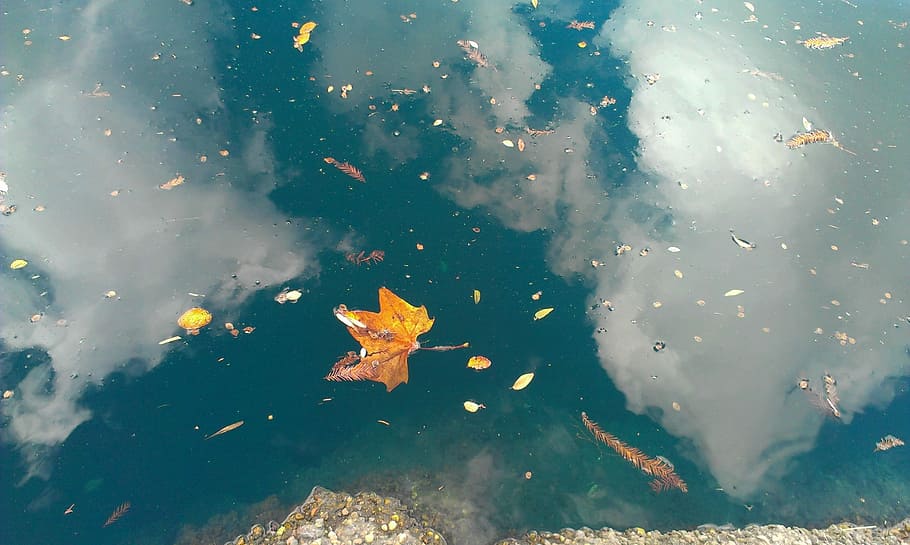 Leaf, Reflection, Water, Nature, Season, lake, drop, park, pond HD wallpaper