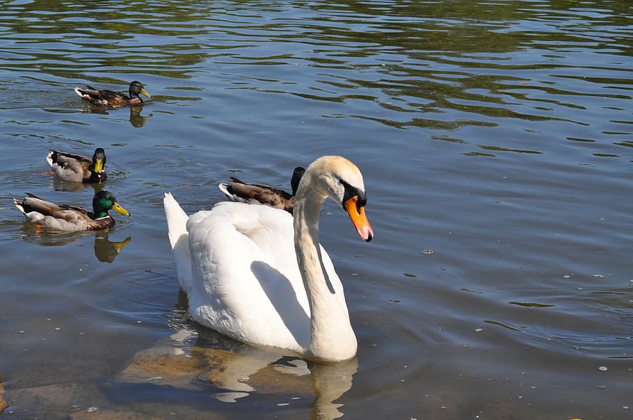 swan, ducks, water, main, animals in the wild, animal wildlife HD wallpaper