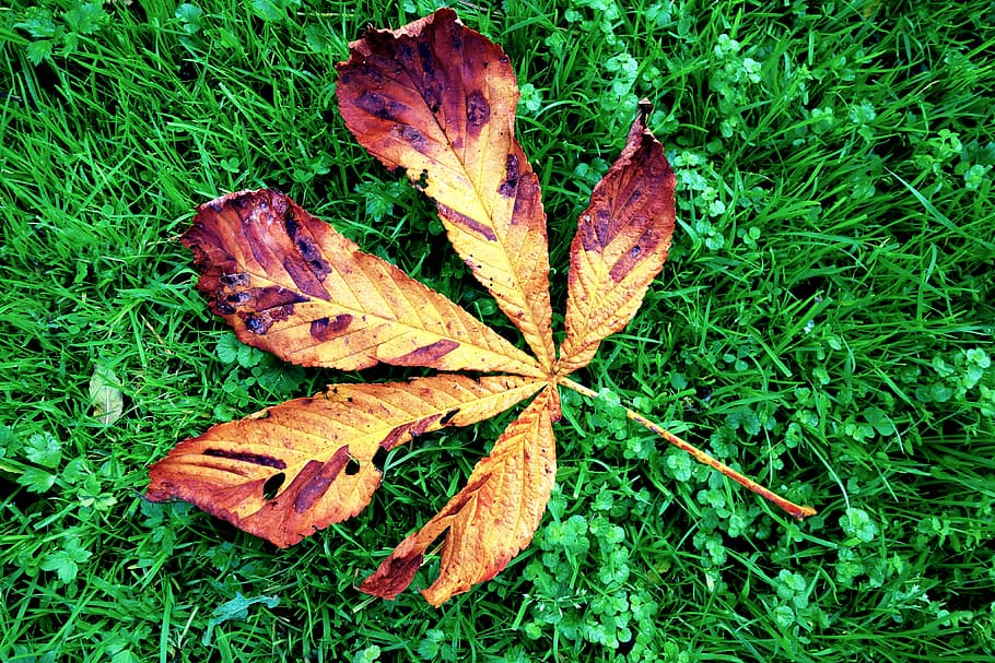 chestnut, leaf, chestnut leaf, grass, autumn, fallen leaf, october HD wallpaper