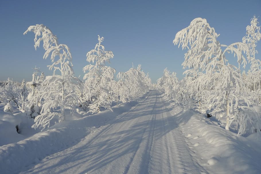 landscape photography of road between trees during winter, sun HD wallpaper