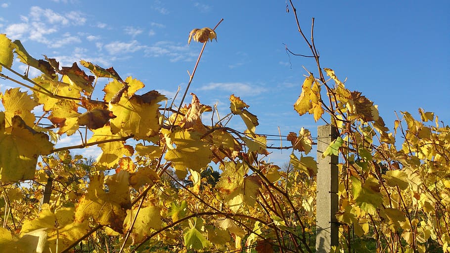 grapevine, autumn, leaves, winegrowing, autumn colours, wine leaf HD wallpaper
