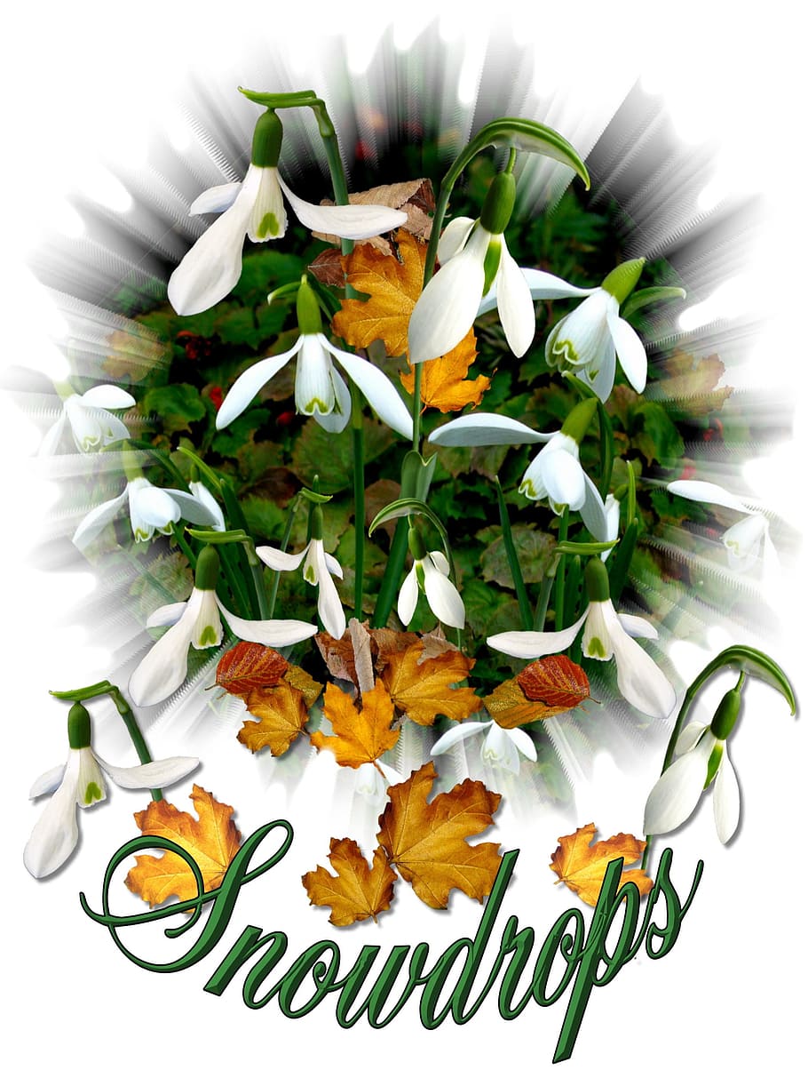 Snowdrops, White Flower, Spring, bloom, signs of spring, garden HD wallpaper