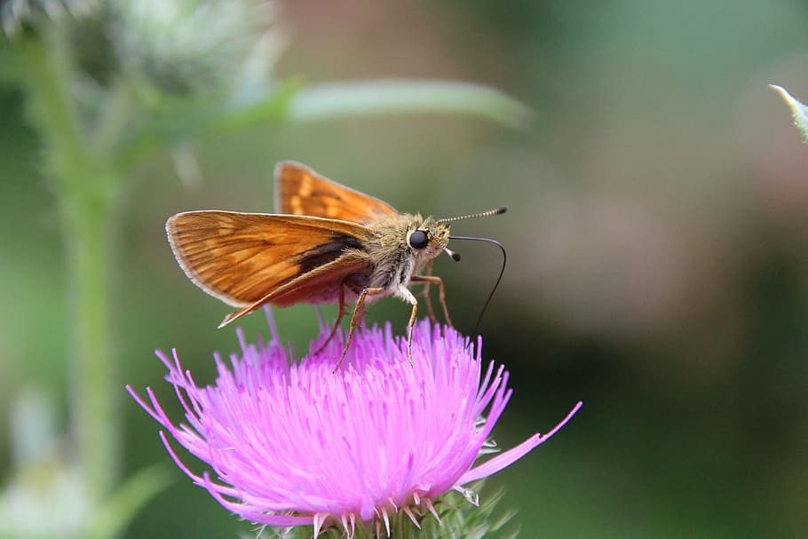 Butterfly, Thistle, Insect, nature, butterfly - Insect, animal Wing HD wallpaper