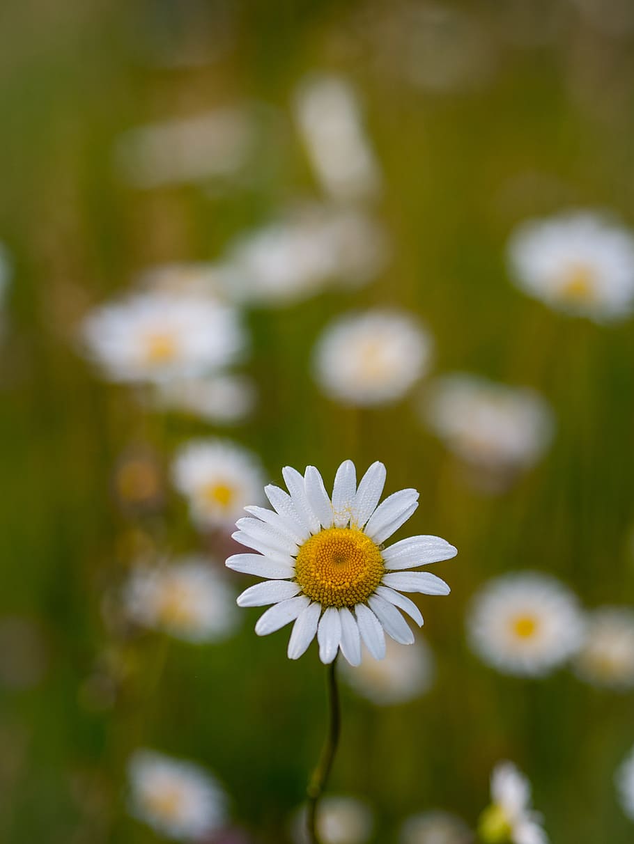 selective focus of white flower, white flower, photography, white daisy HD wallpaper