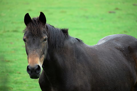closeup photo of black horse, equestrian, object, body, active HD wallpaper