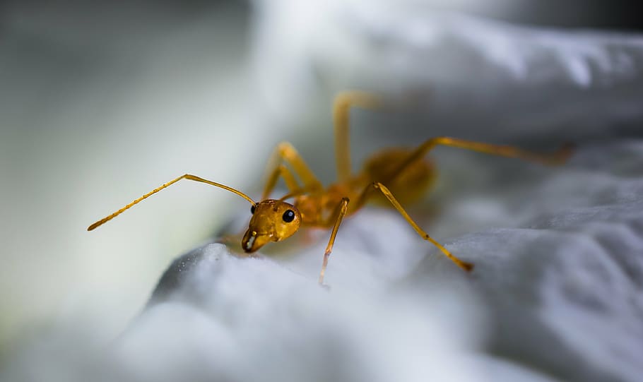 red ant, macro, insect, animal, nature, close-up, wildlife HD wallpaper