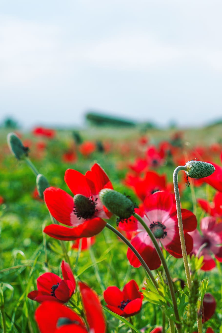 Flowers, Spring, Grassland, red, plant, nature, field, no people HD wallpaper