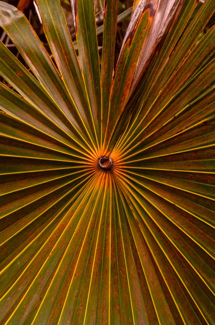 foliage, nature, leaf, green, plant, exotic, cuba, backgrounds HD wallpaper