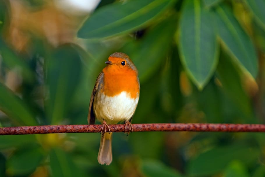 brown and orange bird on brown tree branch, robin, red robin HD wallpaper