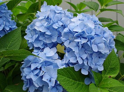 Flowers, Hydrangeas, Blue, Garden, summer, purple, leaf, growth HD wallpaper