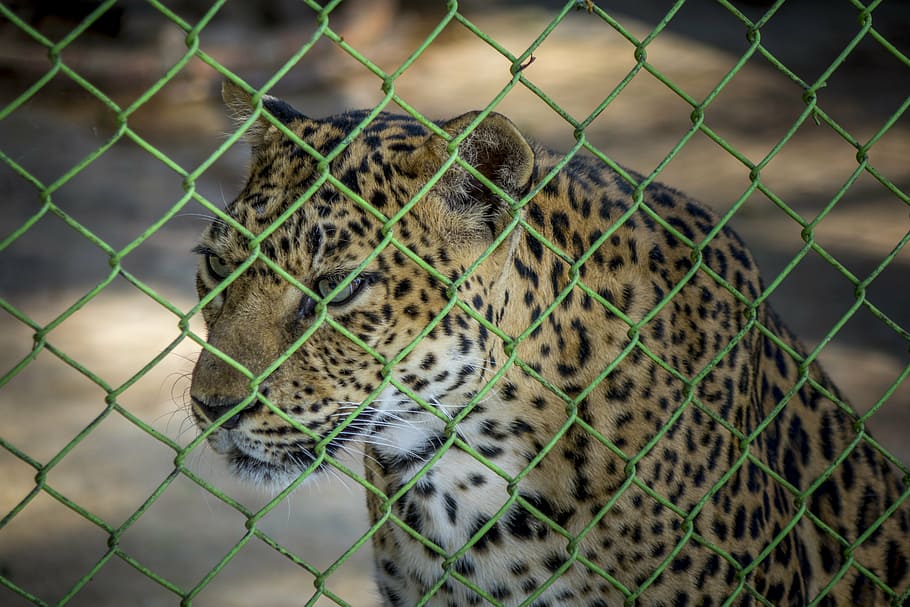 leopard, zoo, cage, wild, animal, wildlife, nature, safari HD wallpaper