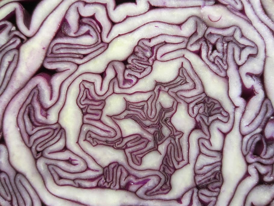 Pattern, Red Cabbage, Vegetable, food, salad, vegetarian, raw HD wallpaper