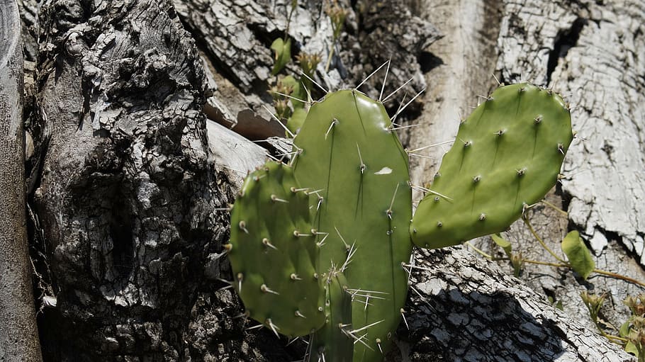 cactus, green, tree, plant, tree trunk, growth, close-up, nature HD wallpaper