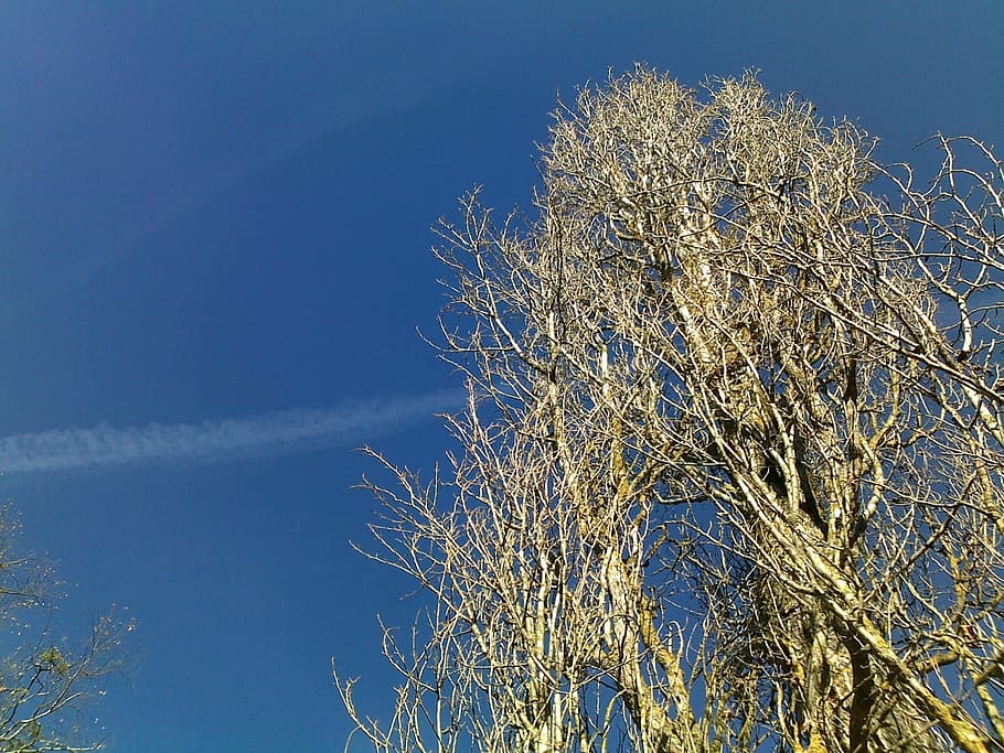 sky, tree, contrail, plant, blue, nature, low angle view, no people HD wallpaper