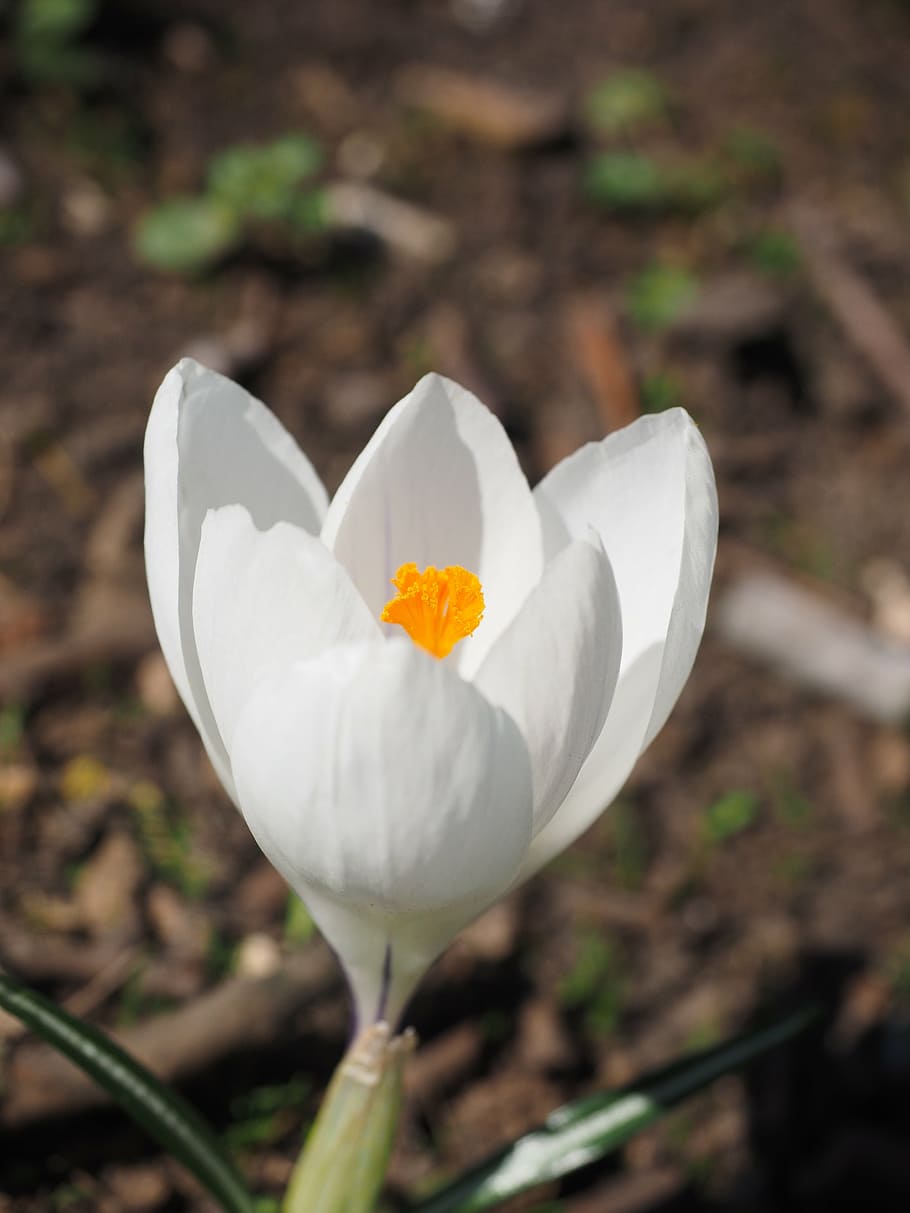 crocus, flower, spring, bühen, white, colorful, blossom, bloom HD wallpaper