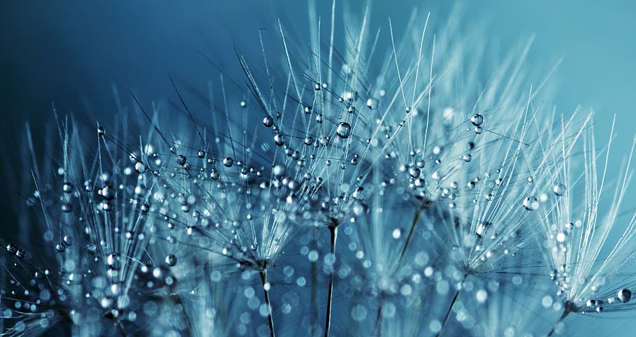 droplets on white flowers, dandelion, seeds, nature, summer, spring, HD wallpaper