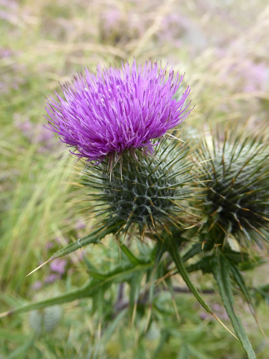 scottish, thistle, flower, flower of scotland, green, purple, HD wallpaper