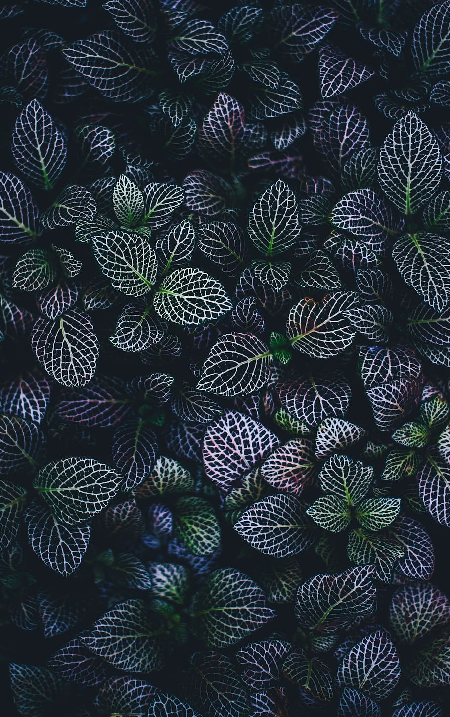 HD wallpaper: green and blue leaves plants, purple, green, and bnlue leafed plants  illustration | Wallpaper Flare