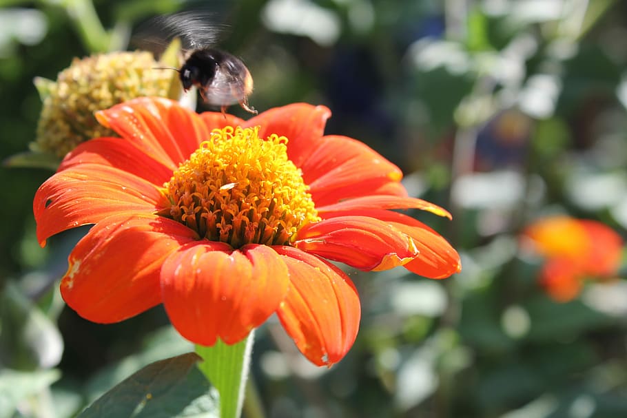 wing beat, hummel, insect, sprinkle, blossom, bloom, summer HD wallpaper